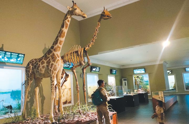 MENARIK: Tubuh Zula, jerapah tertinggi di dunia masih terawat baik hingga saat ini di Museum Satwa Jatim Park 2.