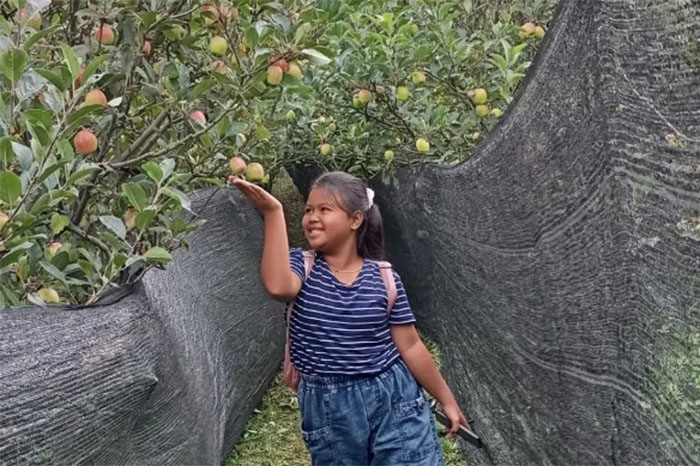 Salah satu wisata petik apel di Kota Batu