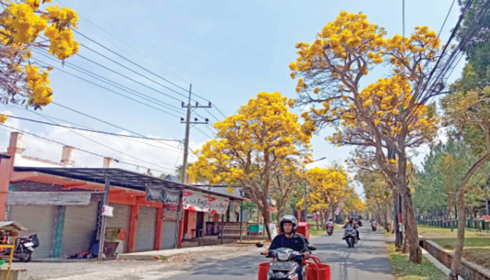 INDAH: Suasana Jalan Usaha Tani tampak seperti di Jepang lantaran pohon tabebuya sedang bermekaran Senin lalu (1/10).