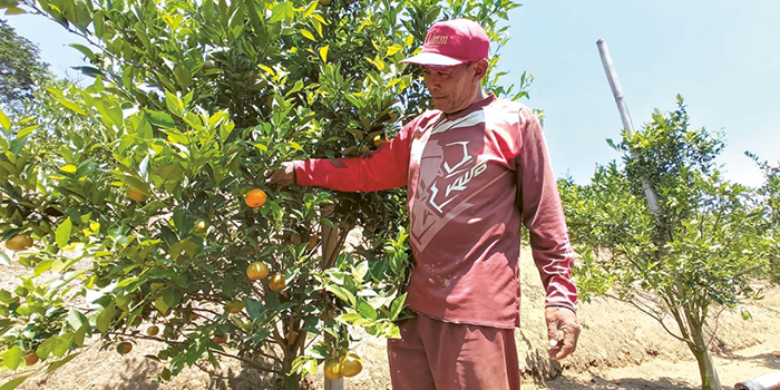 MASIH BERBUAH: Salah seorang petani di Desa Bumiaji, Kecamatan Bumiaji, Kota Batu sedang mengecek jeruk di kebun miliknya.