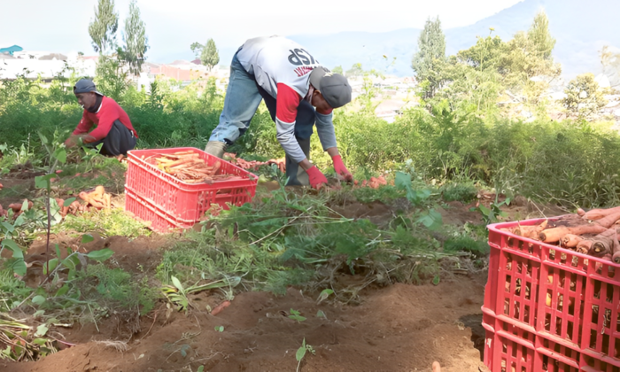 HASIL MELIMPAH: Beberapa petani di Desa Sumberbrantas, Kecamatan Bumiaji sedang memanen wortel beberapa waktu lalu.