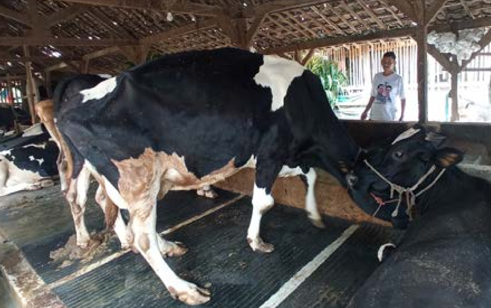 SEHAT: Peternak di Desa Pesanggrahan, Kecamatan Batu, memastikan sapi miliknya dalam kondisi prima. MOH RIZAL/RADAR BATU