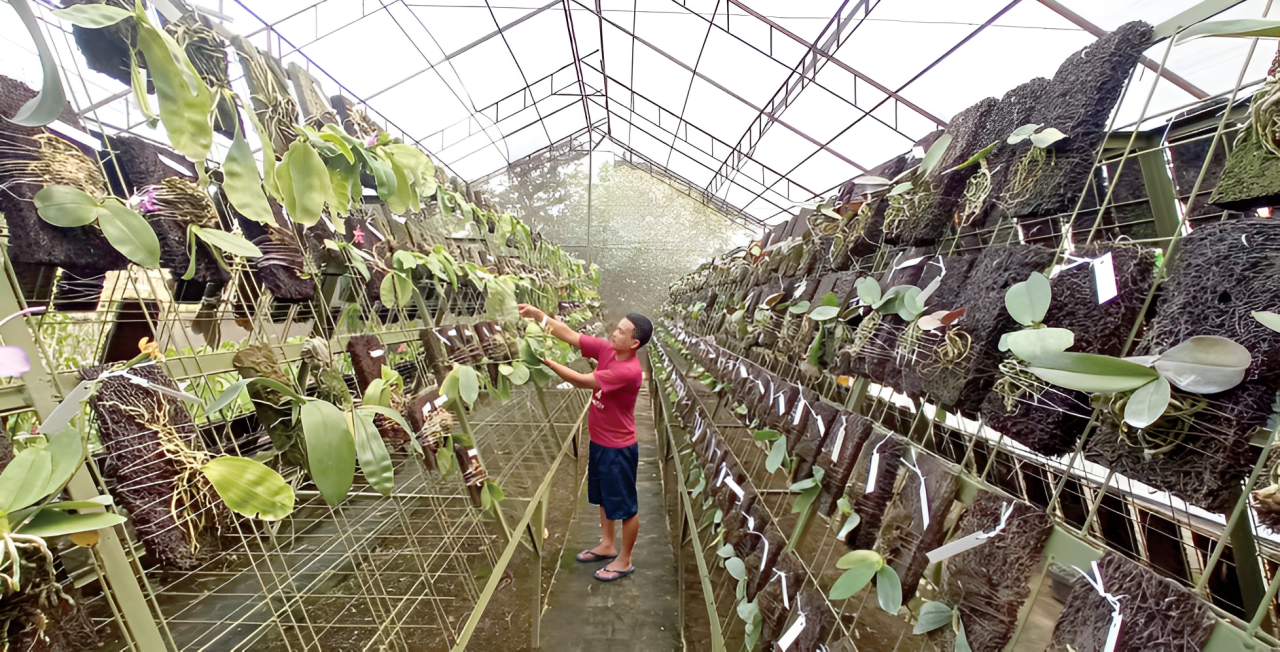 POTENSIAL: Salah seorang petani di Desa Dadaprejo,Kecamatan Junrejo Kota Batu sedang melakukan perawatan terhadap bibit-bibit anggrek
