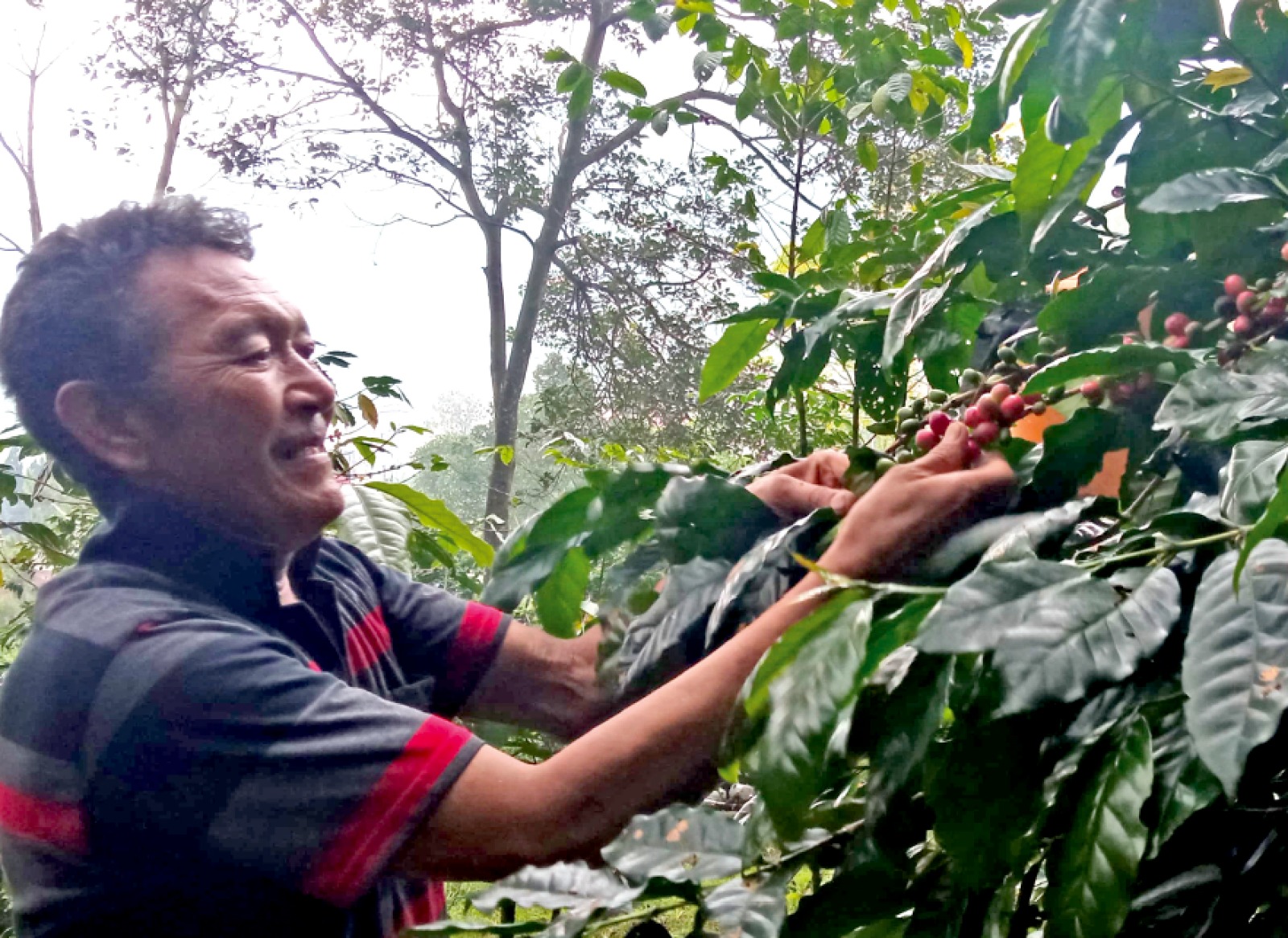 SEMRINGAH: Petani kopi di Kelurahan Songgokerto, Kecamatan Batu memanen kopi di lahan miliknya beberapa waktu lalu.