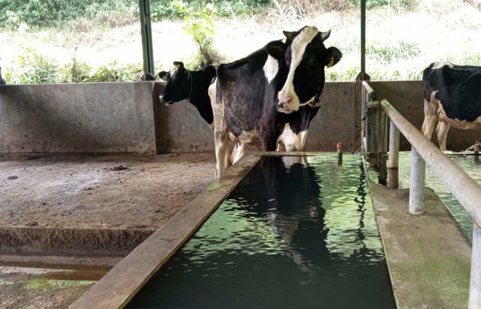 BELUM OPTIMAL: Sapi perah di kandang komunal Dusun Brau, Desa Gunungsari, Kecamatan Bumiaji sudah dalam kondisi sehat pasca wabah PMK menyerang. Namun, produktivitas susunya masih belum kembali normal