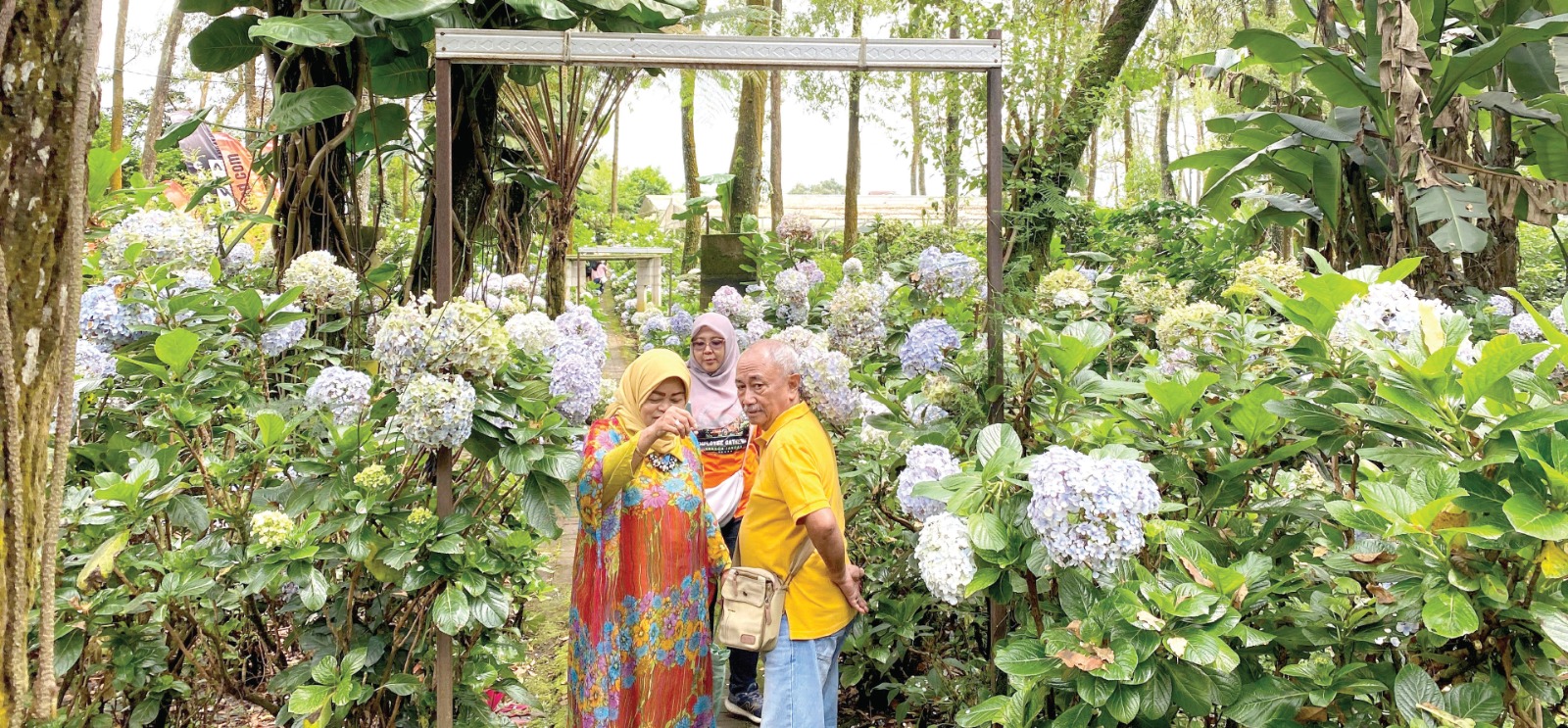 INDAH: Hamparan bunga hortensia di Taman Bunga Coban Talun jadi spot favorit pengunjung. RORI DINANDA BESTARI/RADAR BATU