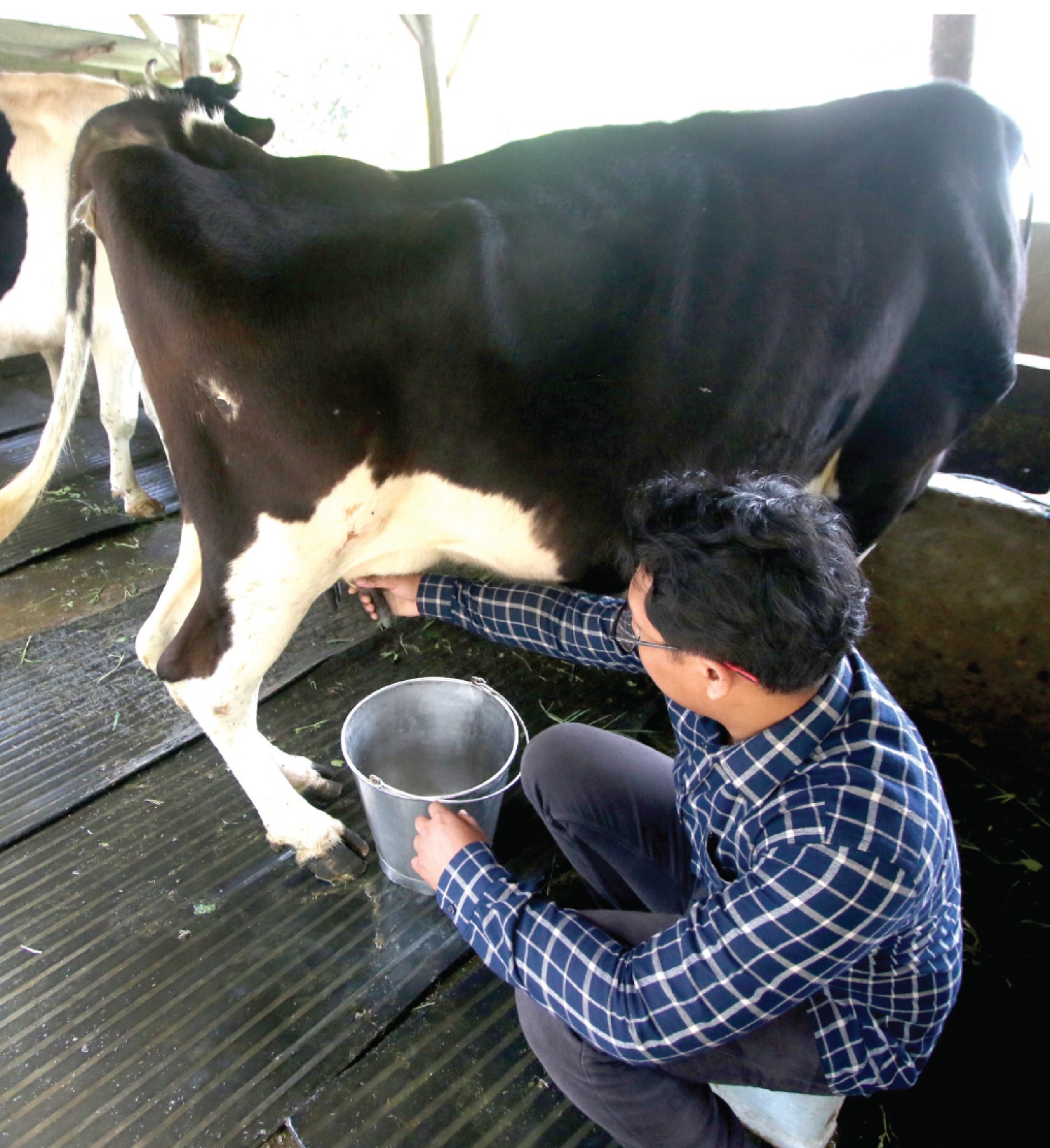 Sapi Peras Populasi Sapi Perah Tersisa 8.500 Ekor di Kota Batu
