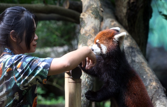 KOLEKSI BARU: Salah seorang keeper Batu Secret Zoo memberi makan red panda (Fujimaru) pada Minggu lalu (15/12).