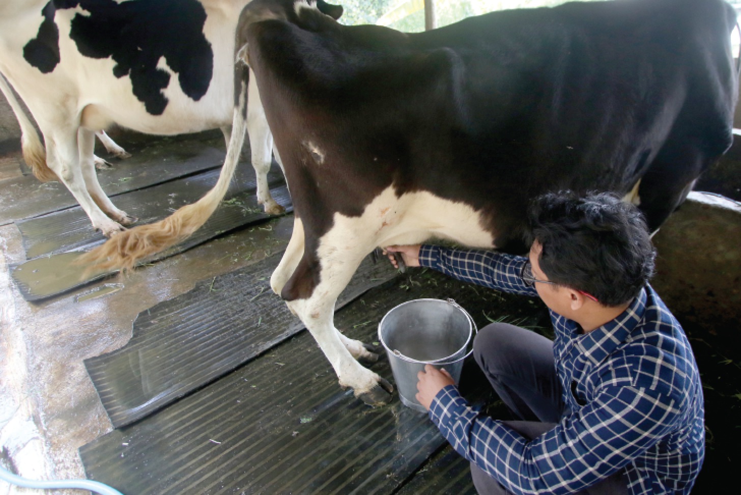 WISATA EDUKASI: Salah seorang pengunjung peternakan sapi perah di Desa Punten, Kecamatan Bumiaji mencoba untuk memerah susu secara mandiri. SATRIA/RADAR BATU