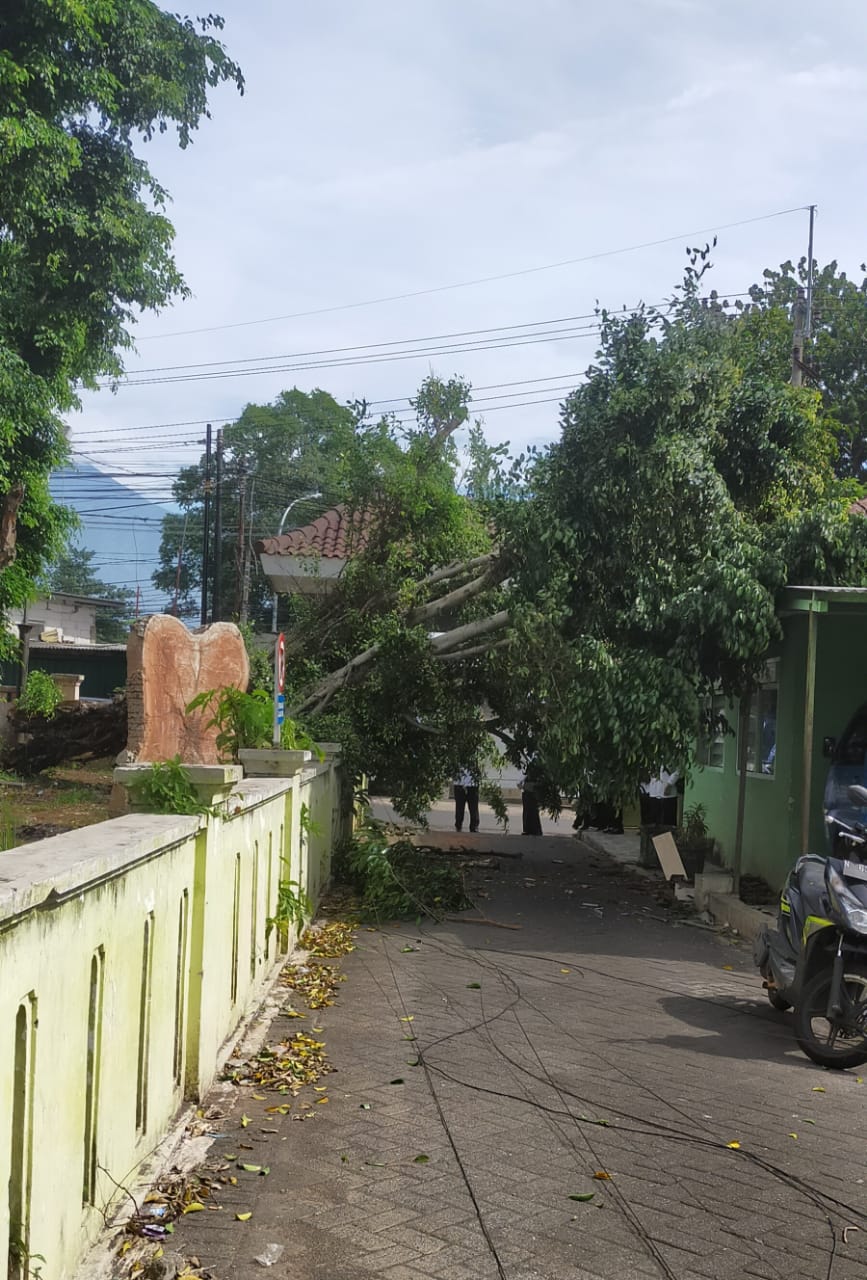 TUMBANG: Pohon beringin tumbang menimpa atap bangunan gedung pertemuan Persatuan Purnawirawan Angkatan Bersenjata Republik Indonesia di Kelurahan Dadaprejo, (4/2). (PUJI SETYAWAN FOR RADAR BATU)