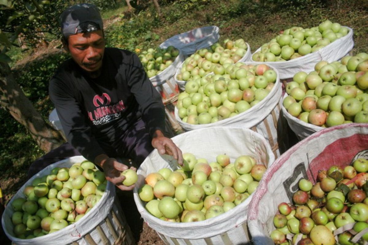 Panen Apel. (ANTARA/ARI BOWO SUCIPTO)