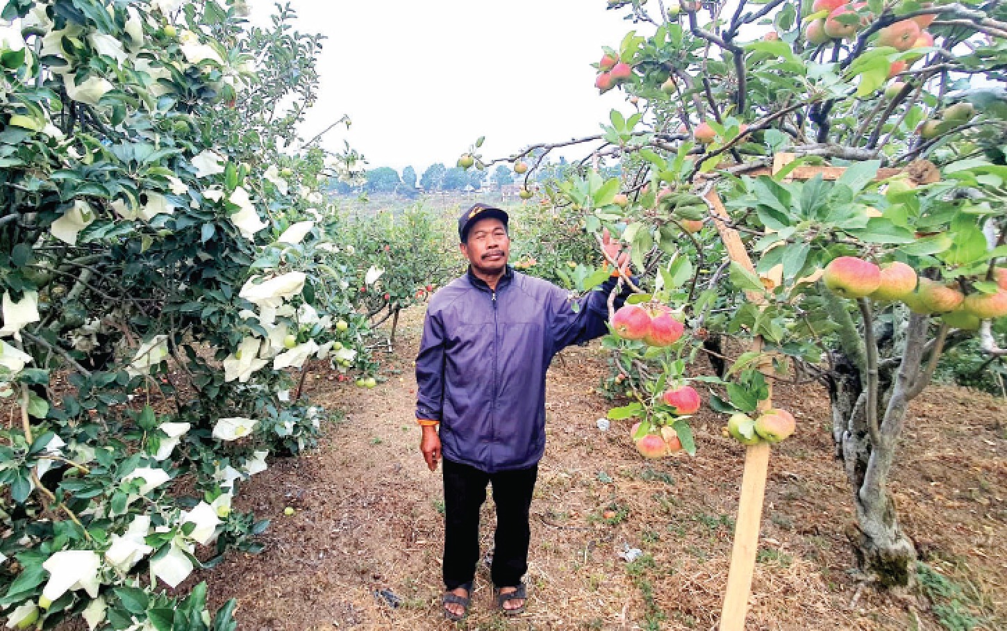 BUAH SEGAR: Petani apel asal Desa Tulungrejo, Kecamatan Bumiaji menunjukkan hasil kebunnya yang siap panen beberapa waktu lalu.