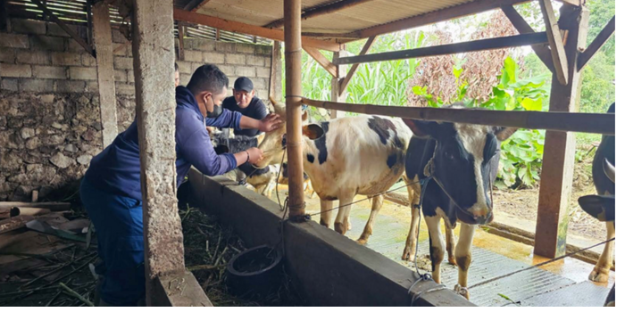 VAKSINASI: Salah seorang petugas dari Distan-KP Kota Batu sedang melakukan vaksinasi PMK terhadap beberapa sapi di Desa Oro Oro Ombo, Kacamatan Batu beberapa waktu lalu. (DISTANKP FOR RADAR BATU)