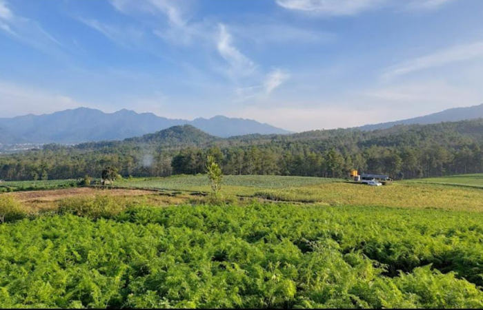 Keindahan alam Kota Batu dengan pemandangan gunung dan persawahan (Google Maps: Lily Mooi)