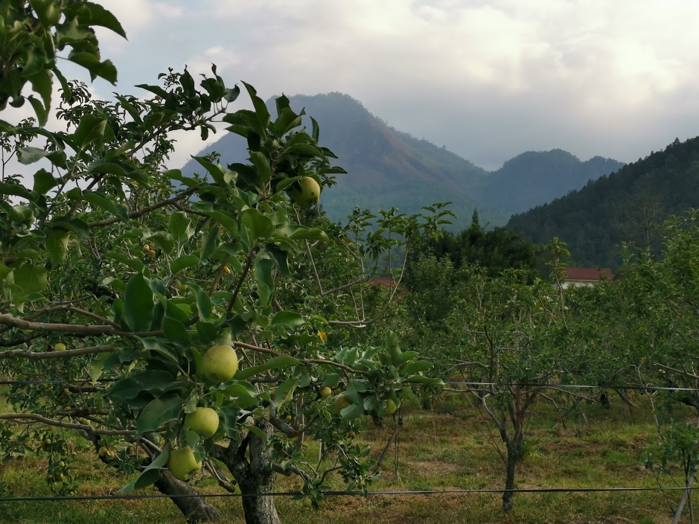 Petik apel sambil melihat pemandangan cantik dari Agro Wisata (Ruben Wicaksono).