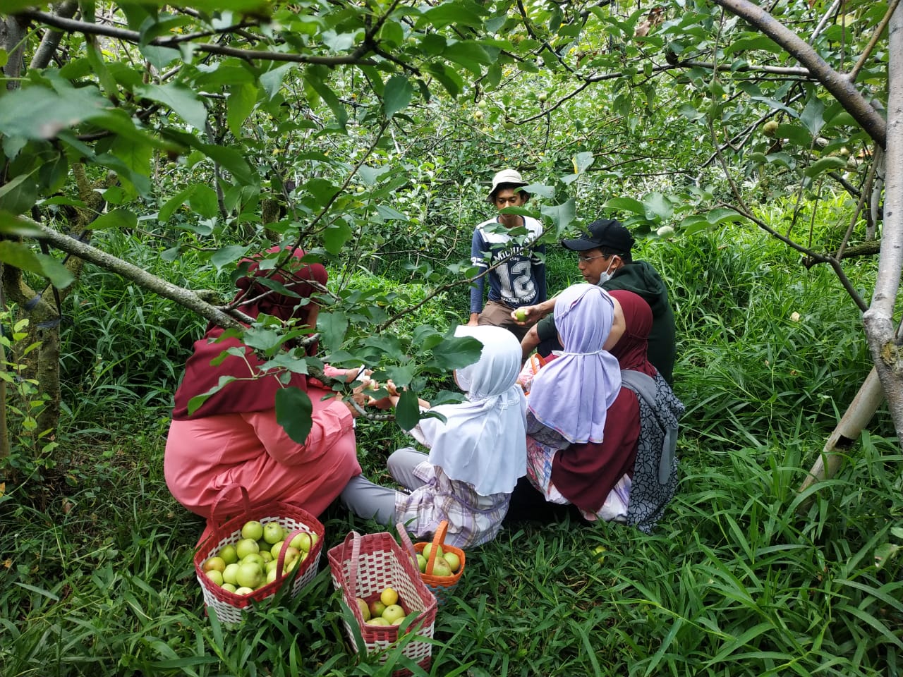 Menikmati enaknya Apel di Green Garden (Petik Apel Green Garden).