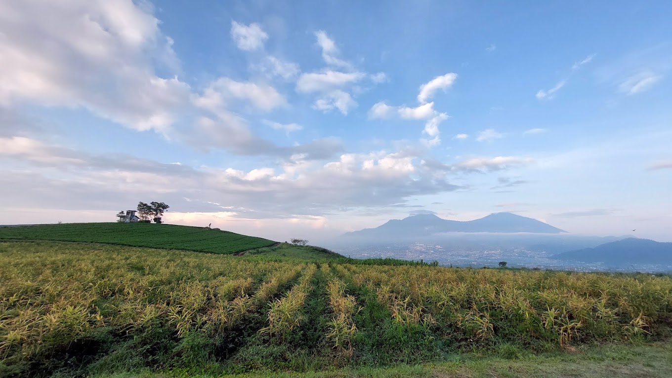 Pemandangan Bukit Jengkoang (lily mooi).