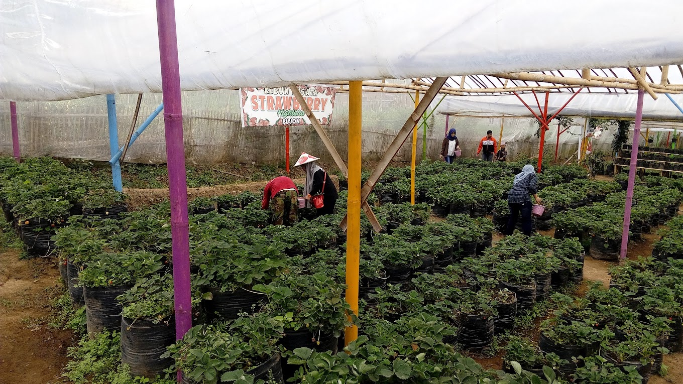 Wisata petik stroberi di Gussari Strawberry Highland (Latifah).