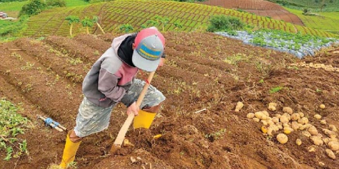 PANEN: Salah seorang petani kentang di Desa Sumberbrantas, Kecamatan Bumiaji sedang mencangkul tanah untuk mengambil kentang beberapa waktu lalu.