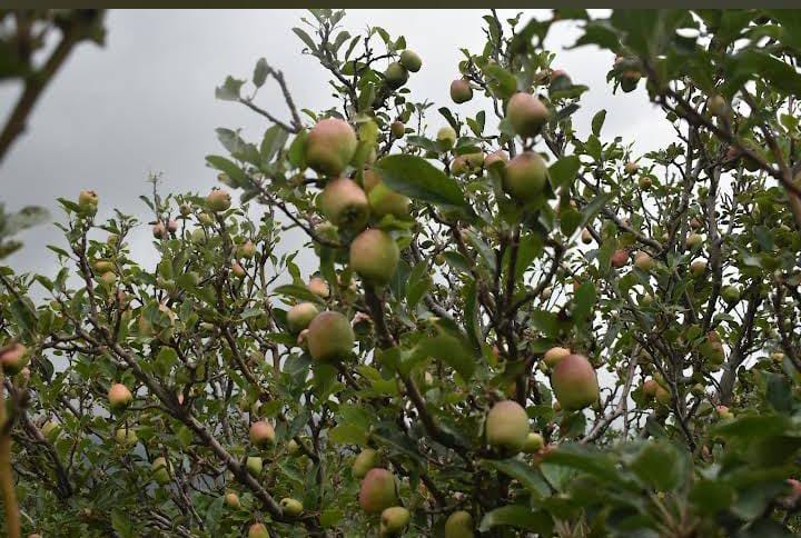 Wisata petik buah Kebun 8. (Indra Pradana Simanjuntak)