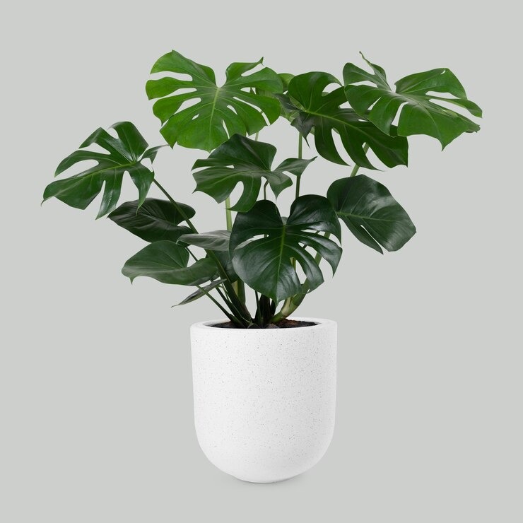 Monstera (freepik.com)