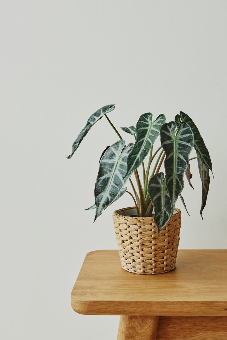 Philodendron (freepik.com)