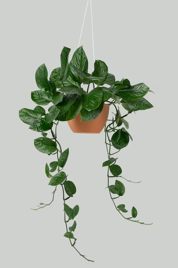 Pothos (freepik.com)