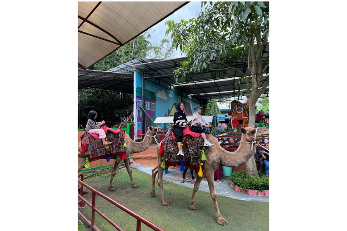 ANTUSIAS: Sejumlah wisatawan menikmati sensasi naik unta di Baloga beberapa hari lalu. Wahana tersebut menjadi andalan dan incaran pengunjung. (RORI DINANDA BESTARI/RADAR BATU)
