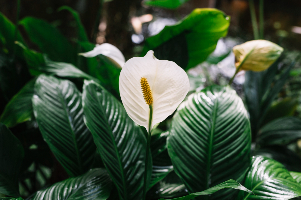 Gambar Peace Lily (Freepik)