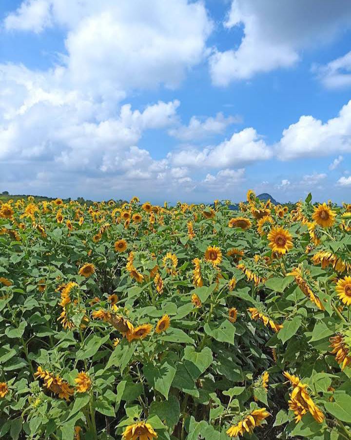 Indahnya pemandangan wisata "Ladang Bunga Matahari. (Puteri S P)