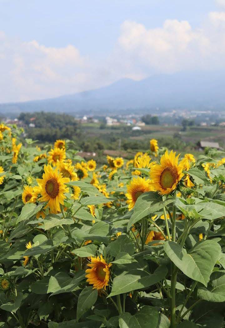 Hamparan Bunga Matahari di tempat wisata "Ladang Bunga Matahari." (eddo)