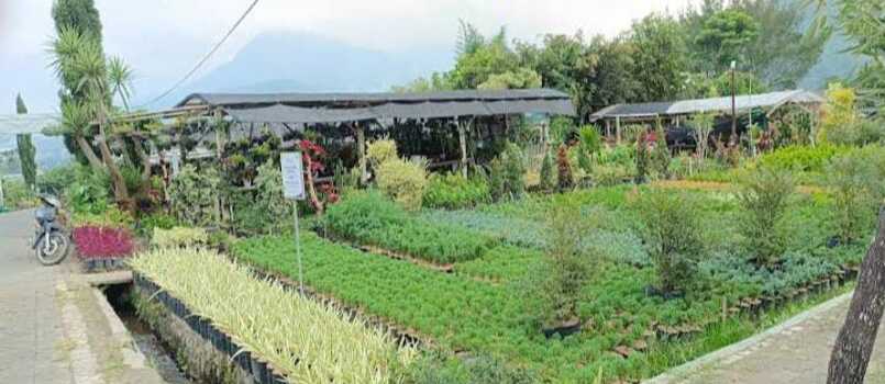Kebun bunga di "Sekarmulyo Garden." (Husnawati Zahrah)