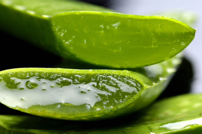 Aloe Vera atau Lidah Buaya, tanaman yang bermanfaat untuk kesehatan rambut. (Pixabay/Ingoldfranziska)