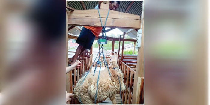 CEK BERAT BADAN: Salah seorang peternak sedang melakukan  penimbangan berat badan domba di Desa Bulukerto, Kecamatan Bumiaji beberapa waktu lalu.