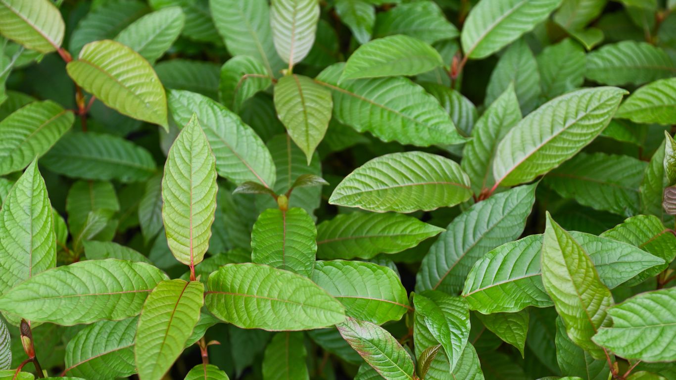 Daun Kratom yang disukasi masyarakat AS yang dilarang di beberapa negara. (ditwasotsk.pom.go.id)