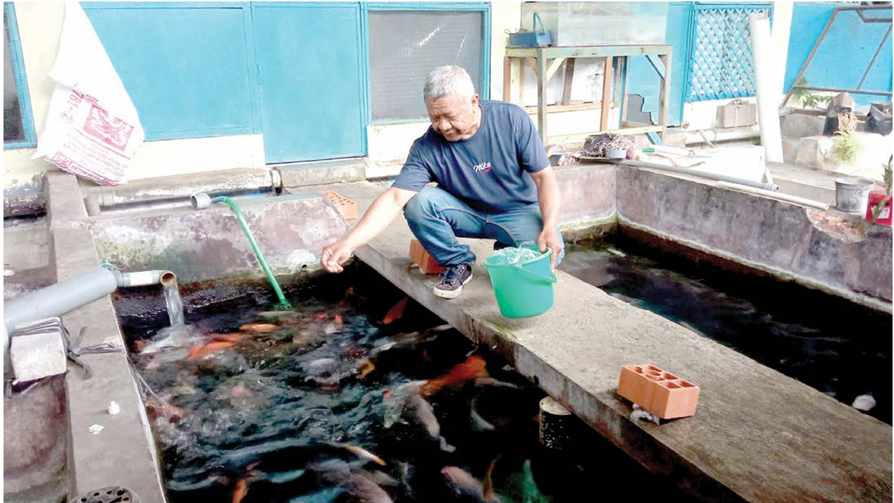 MINIM PEMBELI: Salah seorang pedagang memberi makan ikan koi yang dibudidayakan di Pasar Ikan Kali Mawar, Kecamatan Bumiaji kemarin (5/5). (RORI DINANDA BESTARI/RADAR BATU)