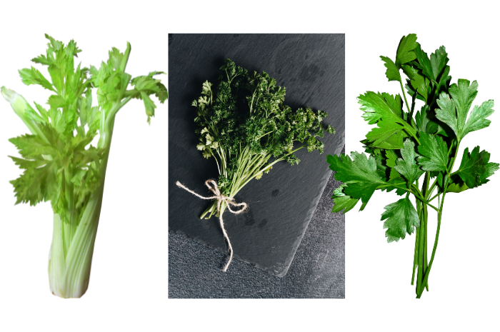 Ilustrasi seledri, parsley, dan daun ketumbar yang terkadang membingungkan karena bentuknya mirip. (Pixabay/buntysmum, Pexels/alleksana)
