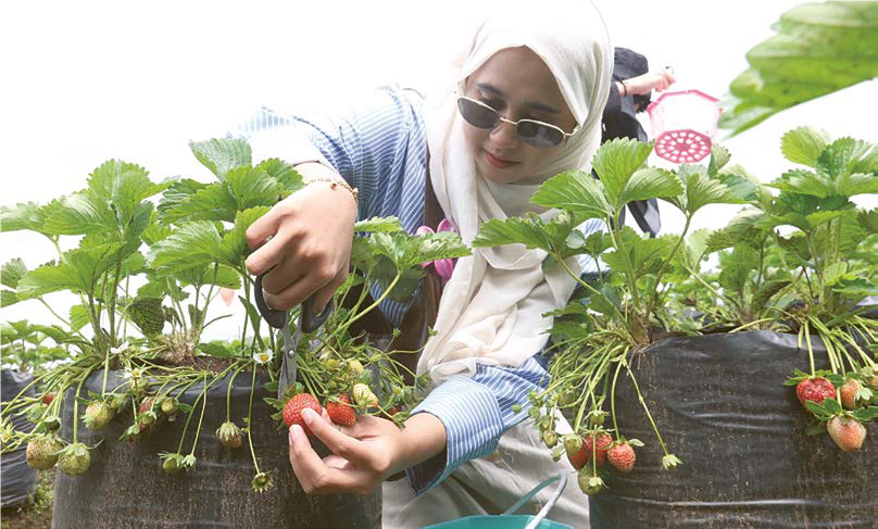 BERWISATA: Pengunjung sedang memetik buah di Wisata Petik Stroberi, Desa Tulungrejo kemarin (20/5).