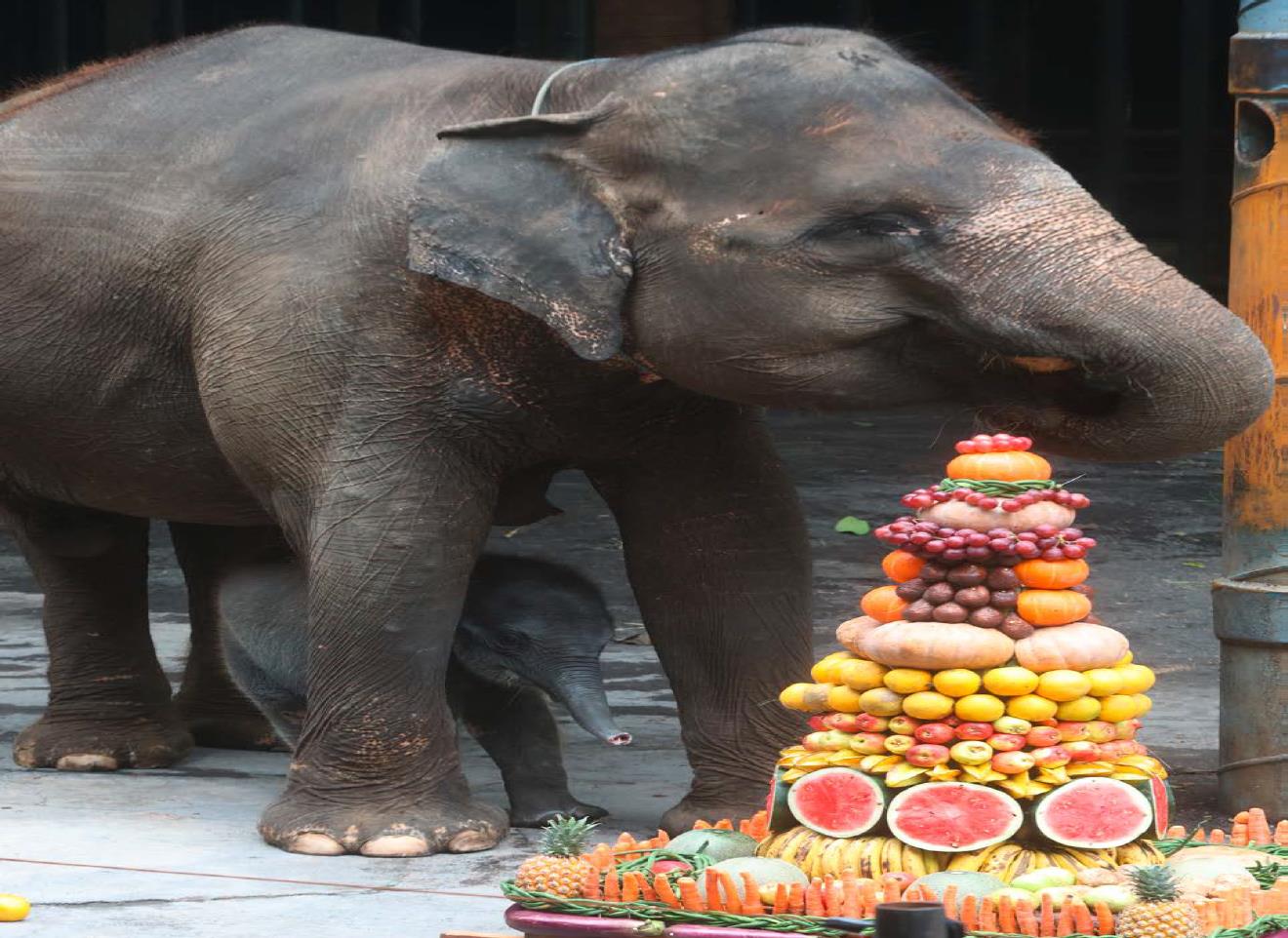 USIA SEBULAN: Untuk kali pertama, anak gajah yang lahir di Batu Secret Zoo Jawa Timur Park (JTP) 2 dikenalkan kepada para pengunjung kemarin (21/5).