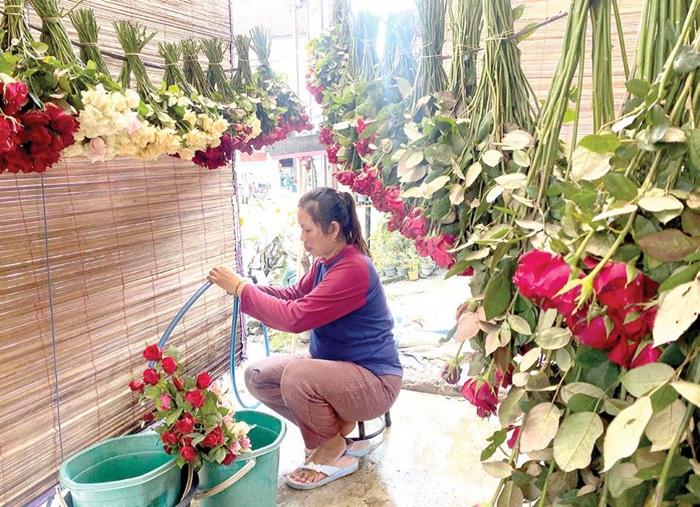 STOK TERBATAS: Salah seorang pemilik usaha bunga potong di Desa Gunungsari sedang memilah bunga kemarin (22/5).