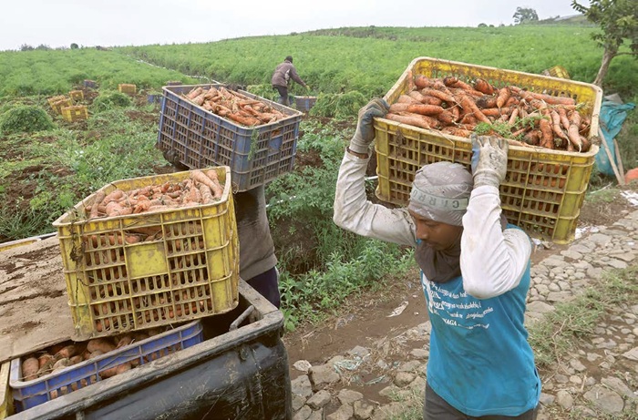 PRODUKSI MELIMPAH: Para petani sayur di kawasan Desa Tulungrejo sedang memanen wortel beberapa hari lalu.