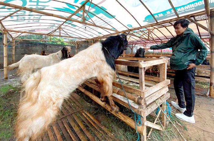 DIJUAL: Salah seorang calon pembeli melihat-lihat puluhan kambing kurban di salah satu lapak di Jalan Sultan Agung, Kecamatan Batu kemarin (1/6).