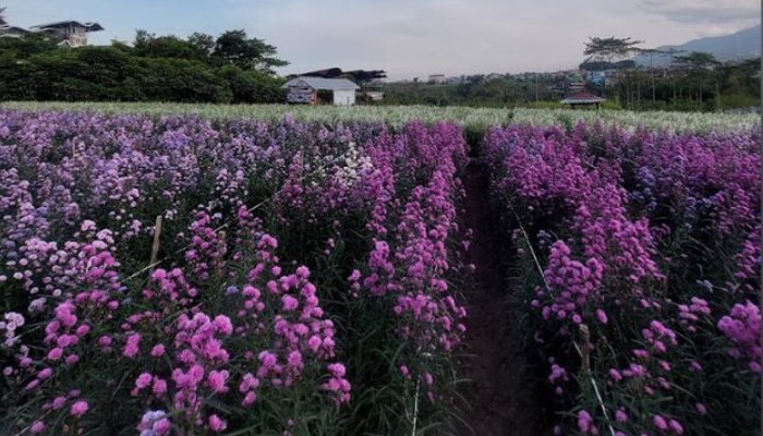 Kebun bungan pikok yang viral di Kota Batu. (google maps)