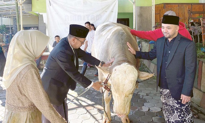 BAKAL DISEMBELIH: Wali Kota Batu Nurochman dan Wakil Wali Kota Batu Heli Suyanto sedang mengecek sapi dari Presiden RI Prabowo Subianto di Masjid Nurul Hidayah, Desa Pesanggrahan, Kecamatan Batu kemar