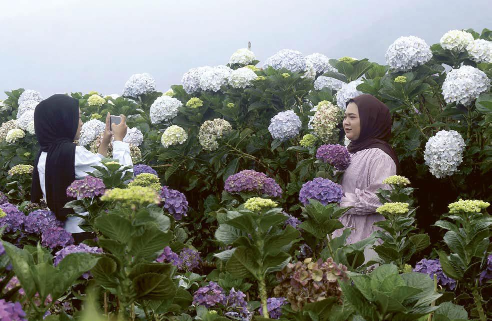 FAVORIT: Beberapa wisatawan sedang mengabadikan momen di Taman Bunga Hortensia di Desa Sumberbrantas beberapa hari lalu.