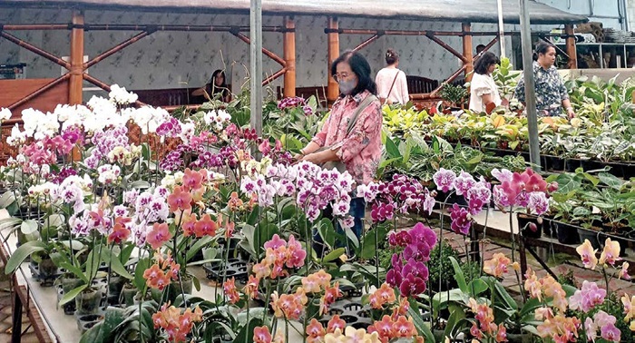 INDAH: Seorang pengunjung tampak memilih bunga anggrek di Kios Bunga Barokah, Desa Sidomulyo, Kecamatan Batu kemarin (8/6).