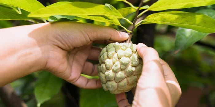 Buah Srikaya (sumber foto: freepik)