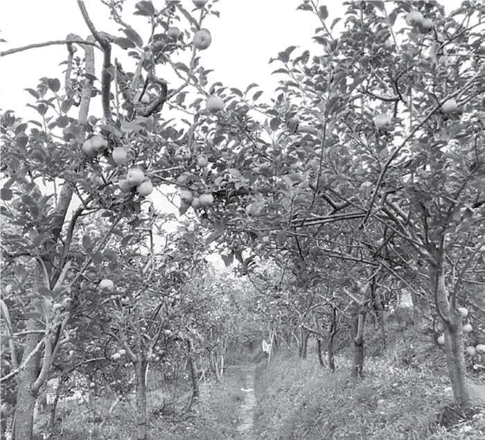 DAPAT PERHATIAN: Luas lahan pertanian apel di Desa Tulungrejo, Kecamatan Bumiaji, Kota Batu terus menyusut dalam beberapa tahun terakhir.