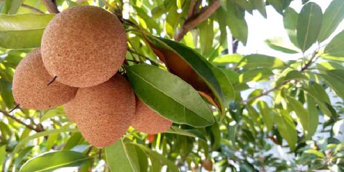 Buah Sawo (sumber foto: alodokter)