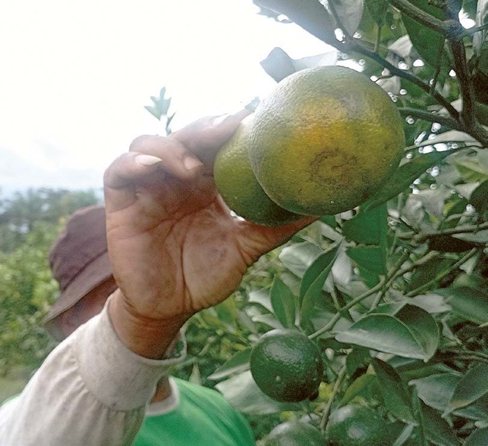 JERUK SIAM MADU: Petani di Desa Beji, Kecamatan Junrejo memetik jeruk beberapa hari lalu.